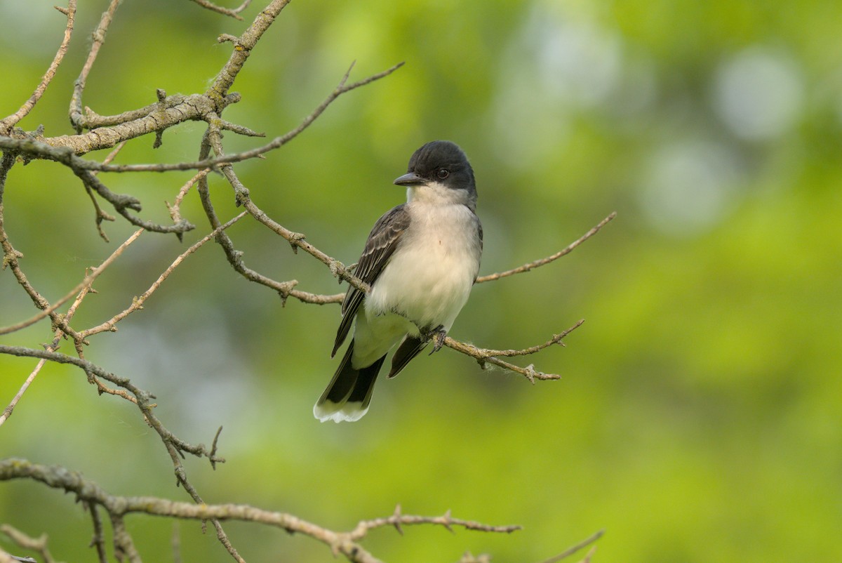 Tirano Oriental - ML646126050