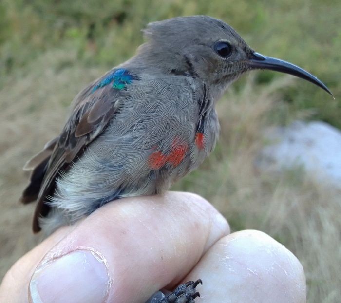 Güneyli Çift Kuşaklı Nektarkuşu - ML646126051