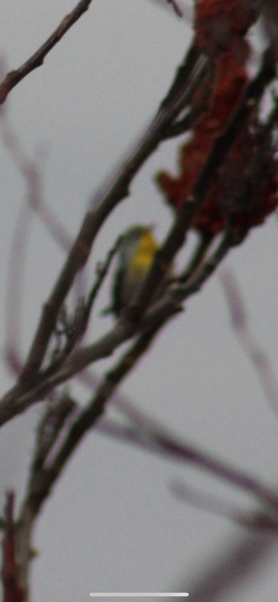 Northern Parula - ML646126055