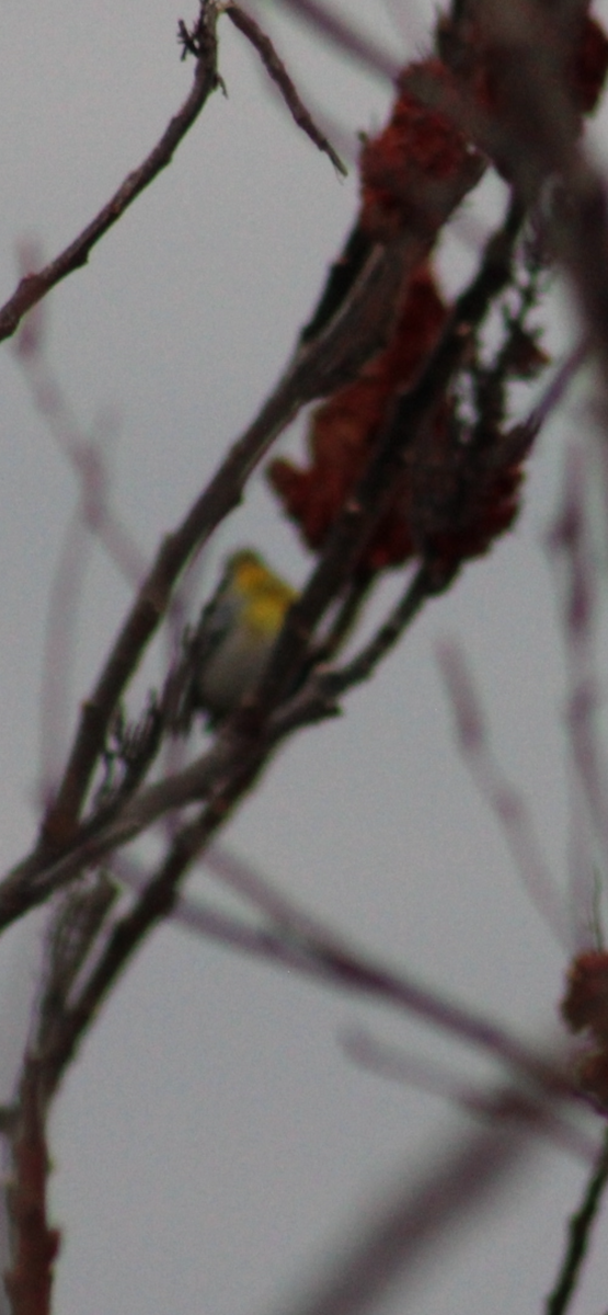 Northern Parula - ML646126056