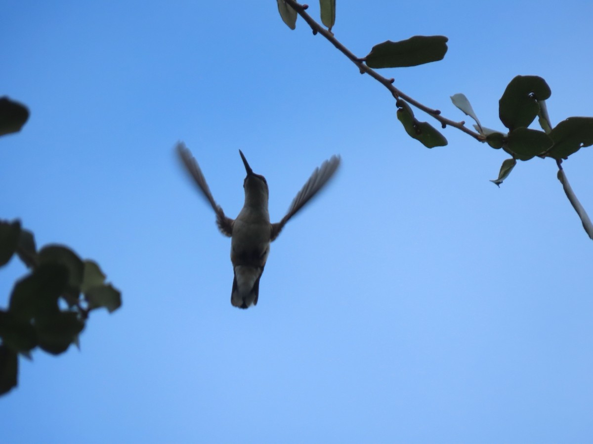 Ruby-throated Hummingbird - ML646126058