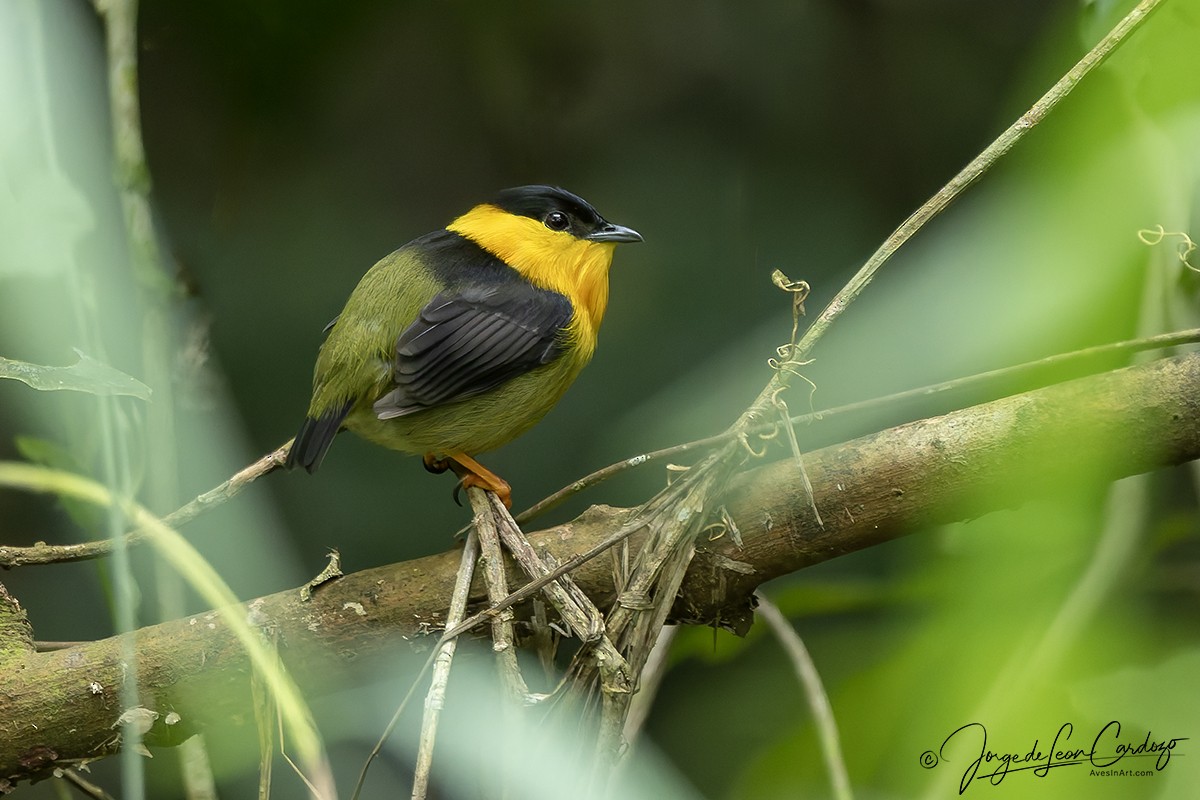 Golden-collared Manakin - ML646126063