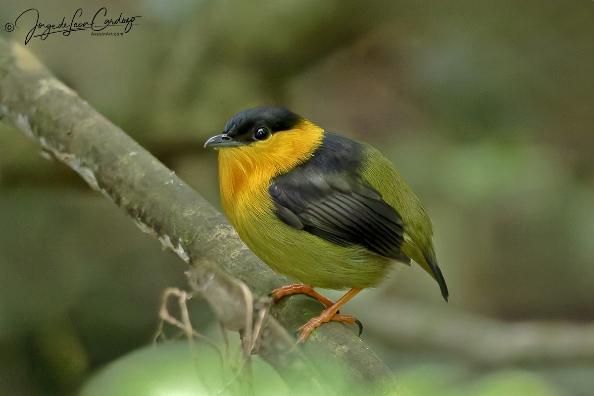 Golden-collared Manakin - ML646126064