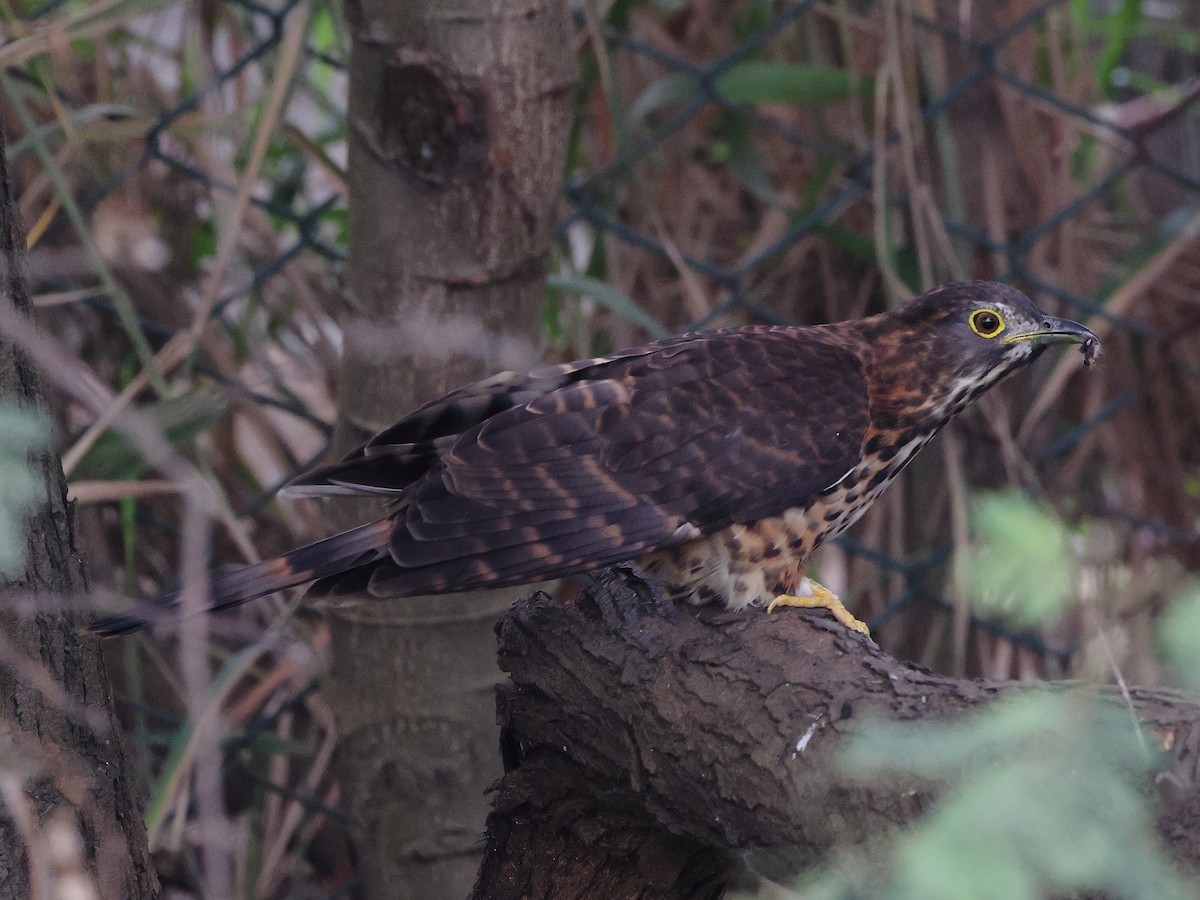 Large Hawk-Cuckoo - ML646126075