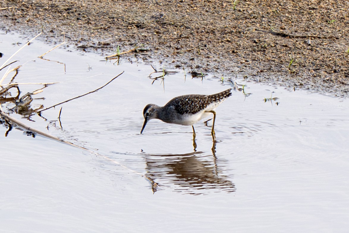 vodouš bahenní - ML646126078