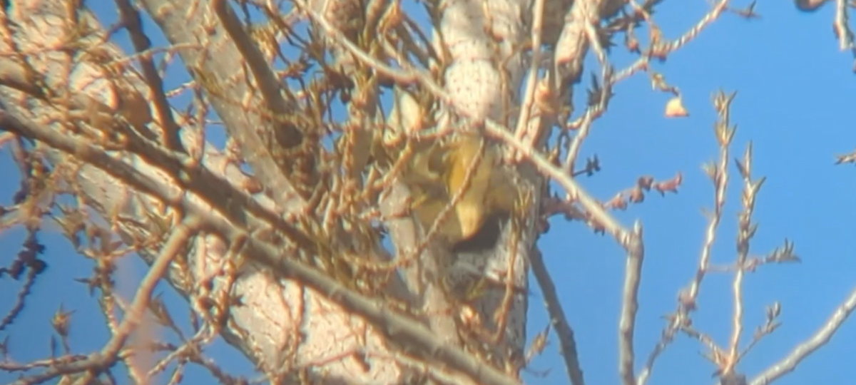 Northern Flicker (Yellow-shafted) - ML646126079