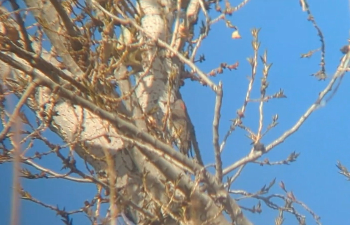 Northern Flicker (Yellow-shafted) - ML646126081