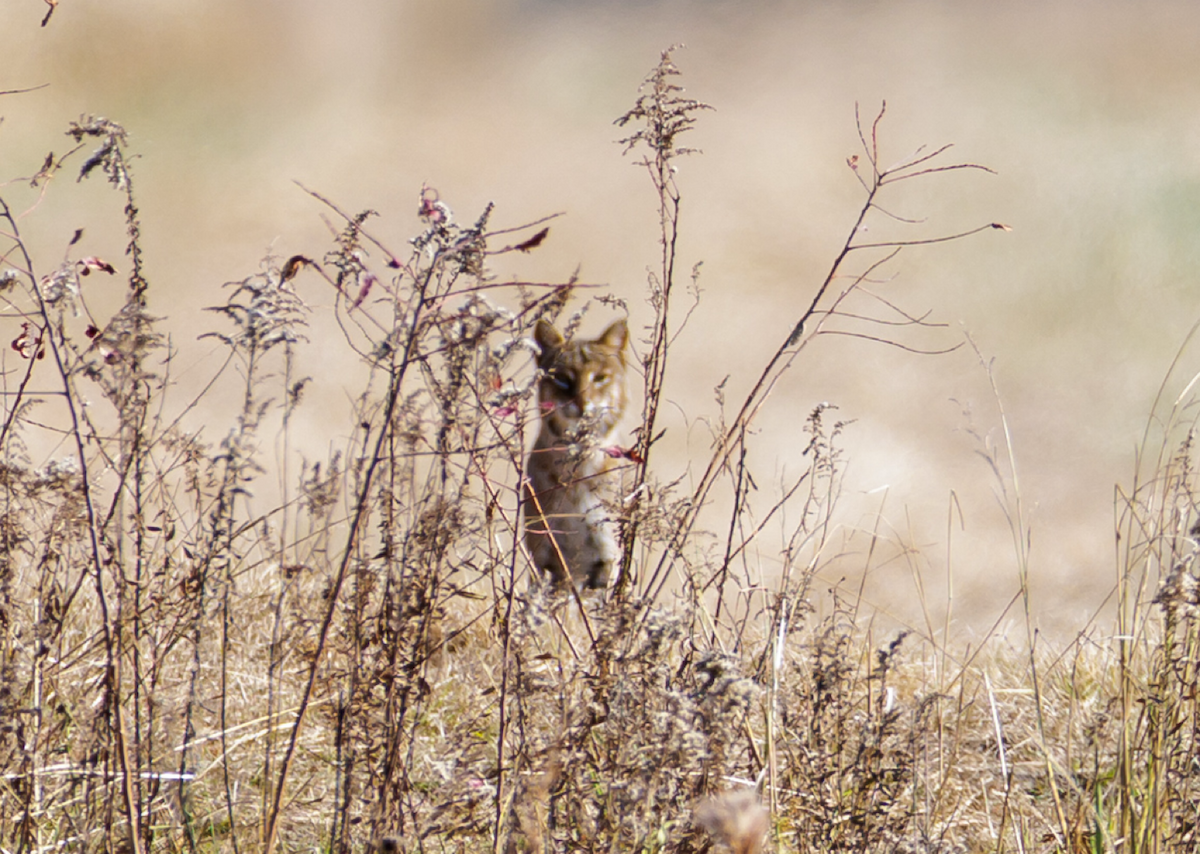Bobcat - ML646126082