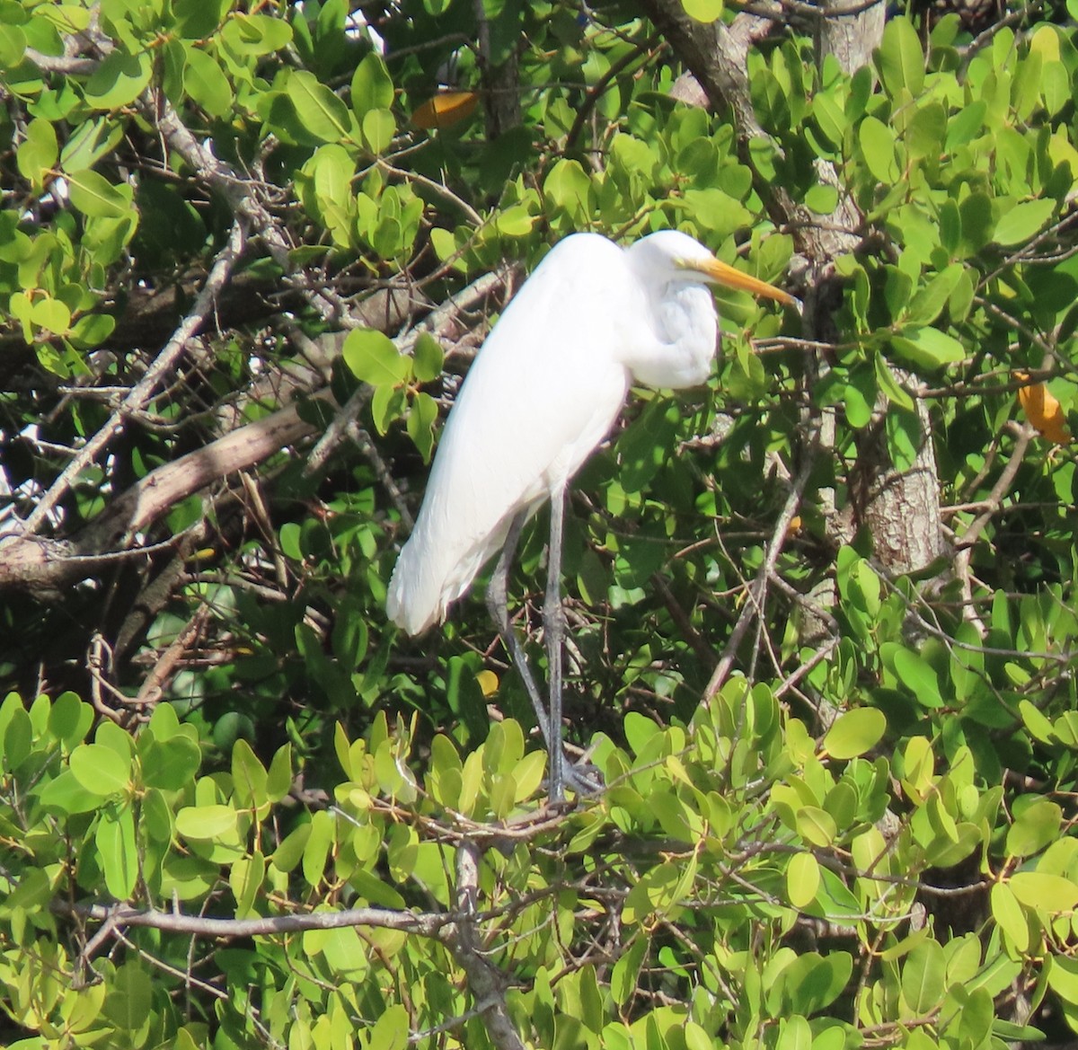 Airone bianco maggiore - ML646126083