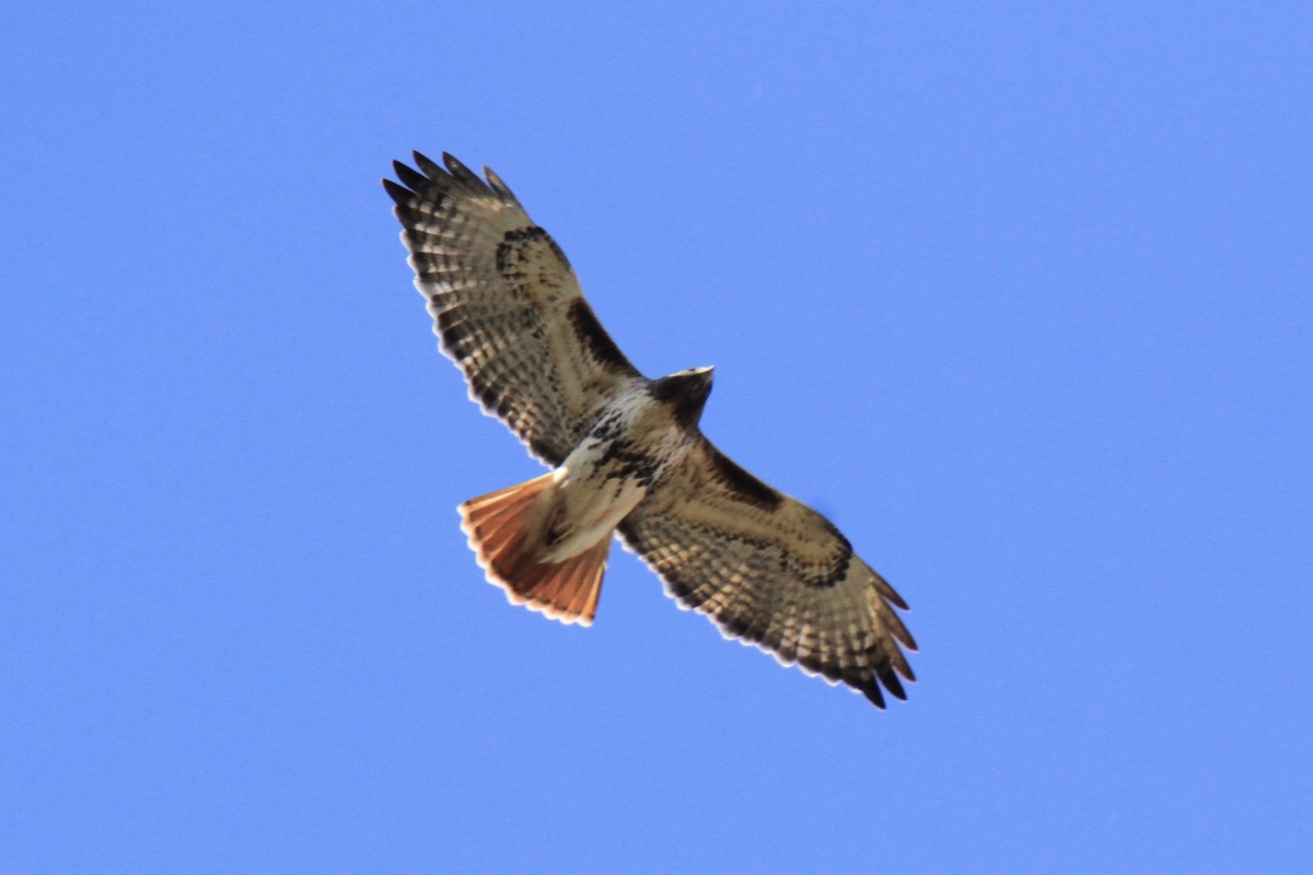 Red-tailed Hawk (abieticola) - ML646126088
