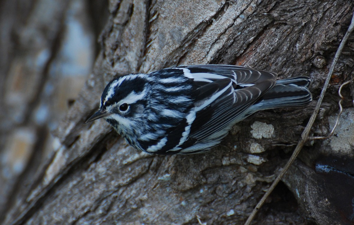 Black-and-white Warbler - ML646126089