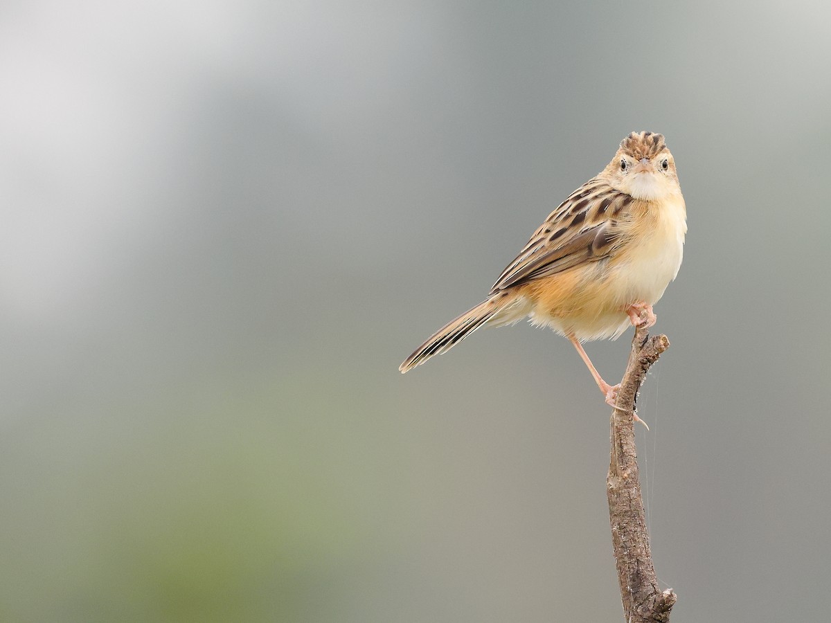 Zitting Cisticola - ML646126090