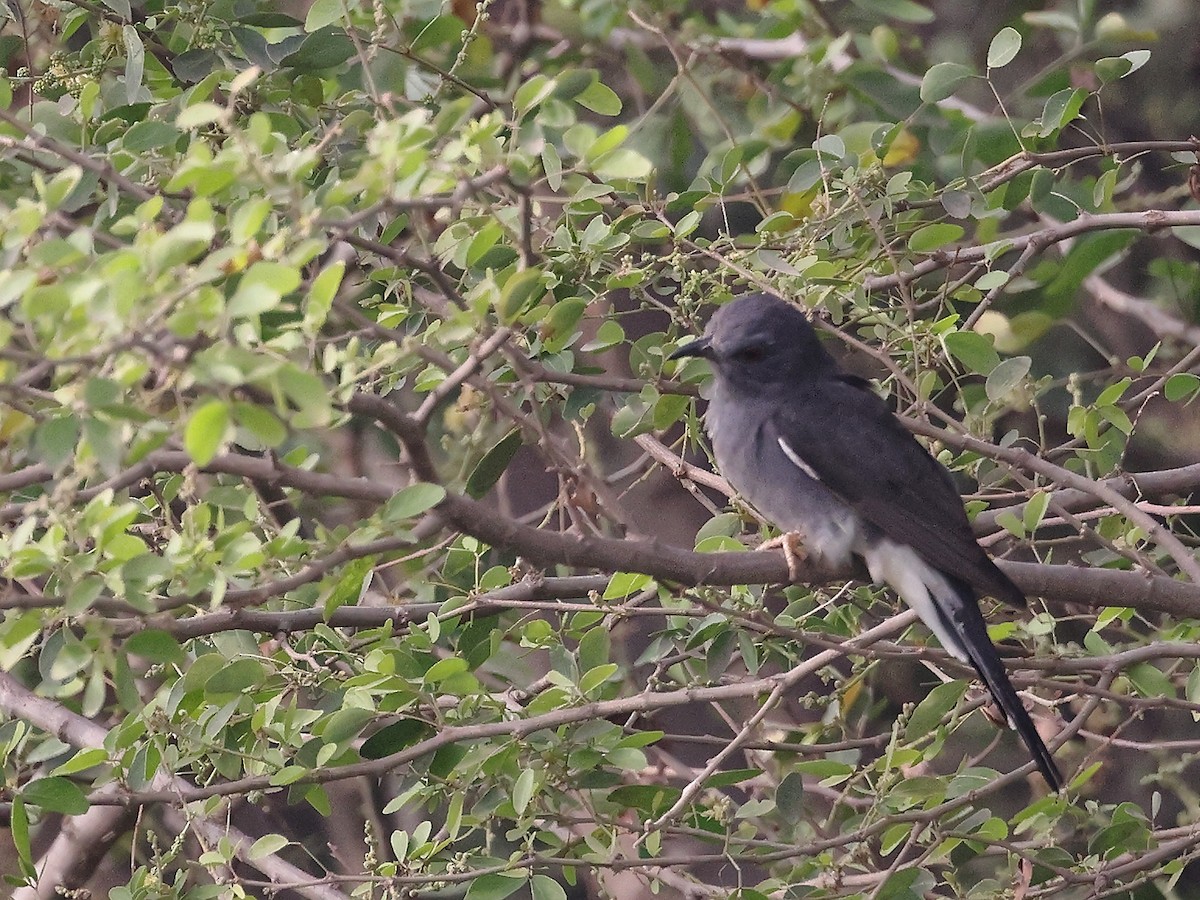 Gray-bellied Cuckoo - ML646126096