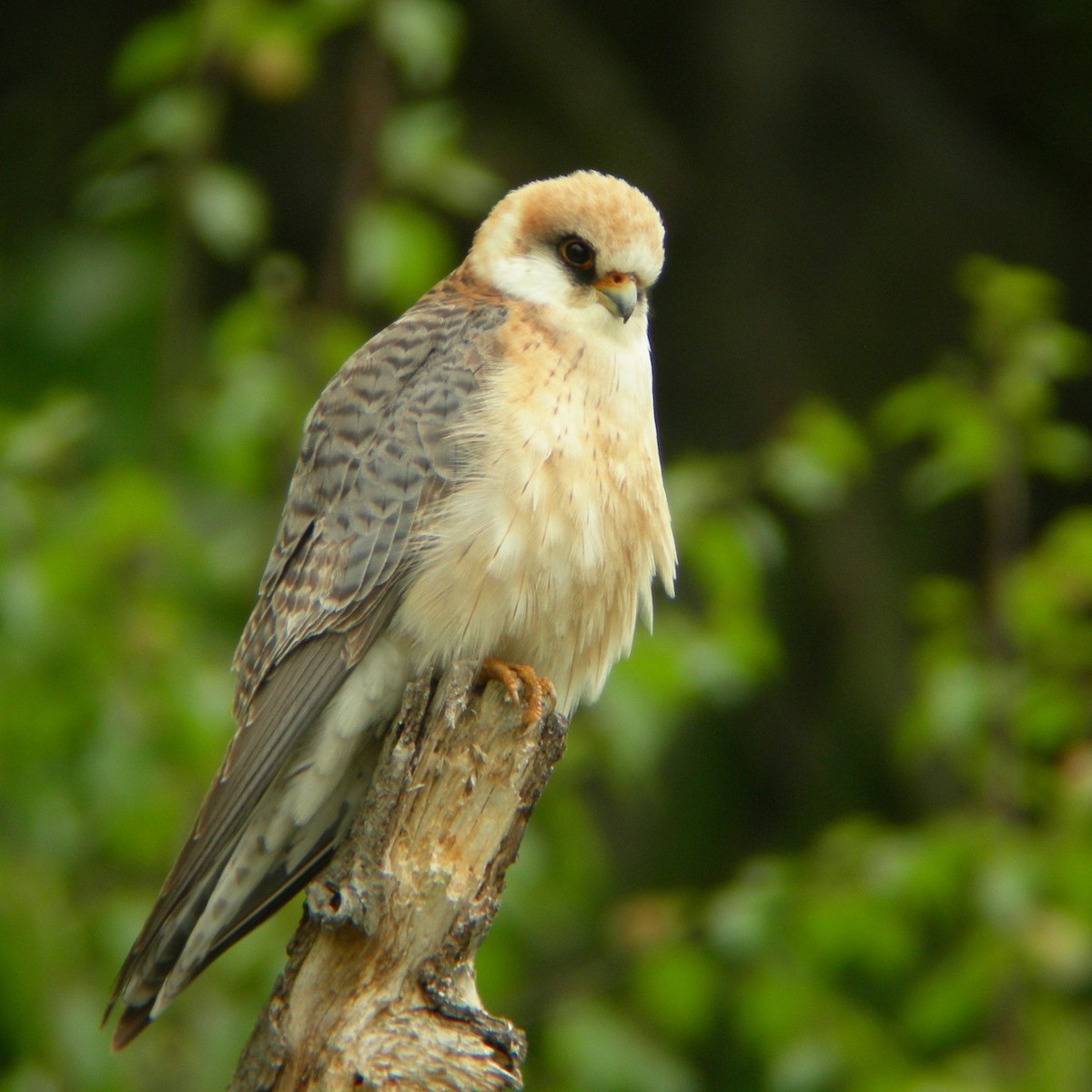 Belatz hankagorria - ML646126097