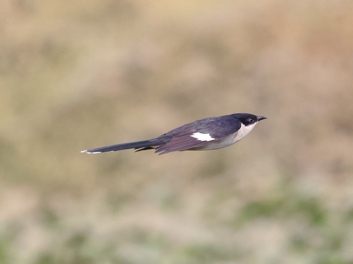 Pied Cuckoo - ML646126099