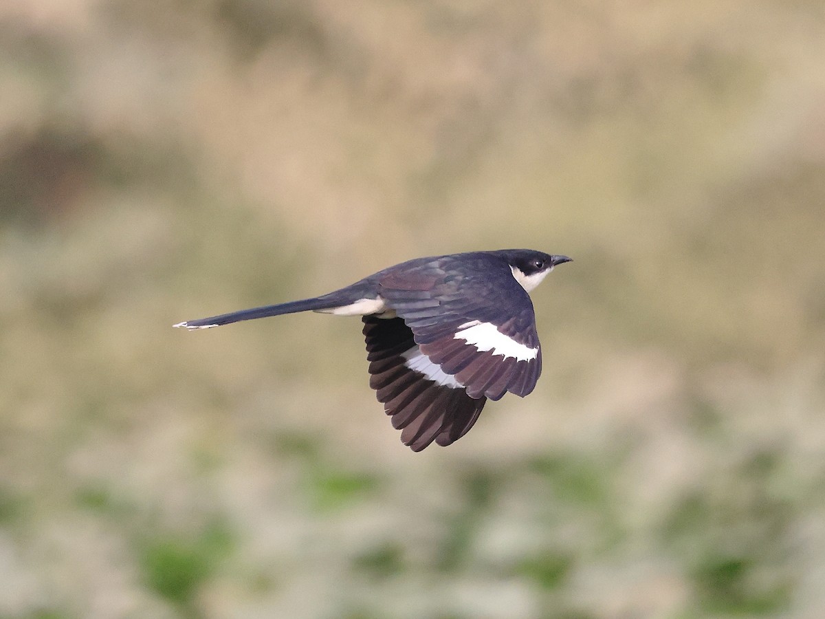 Pied Cuckoo - ML646126100