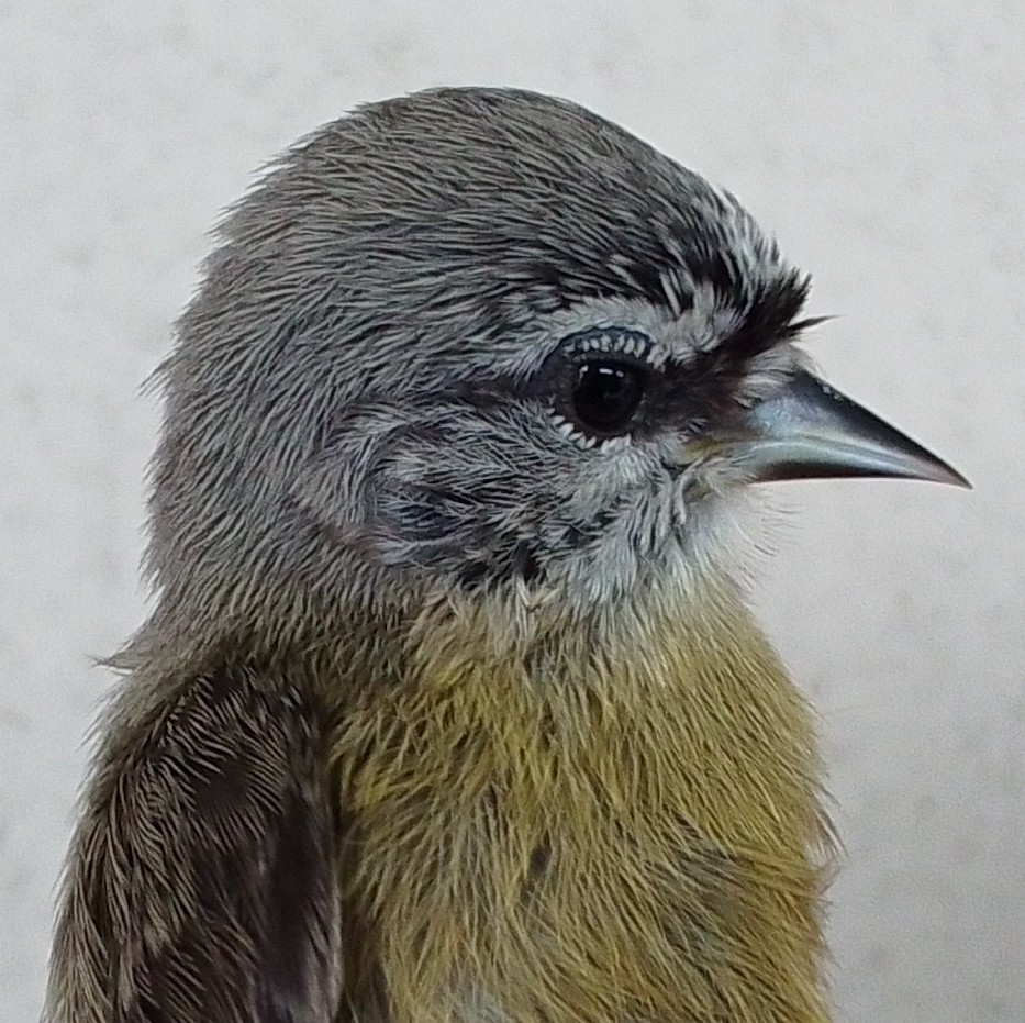 moudivláček kapský - ML646126101