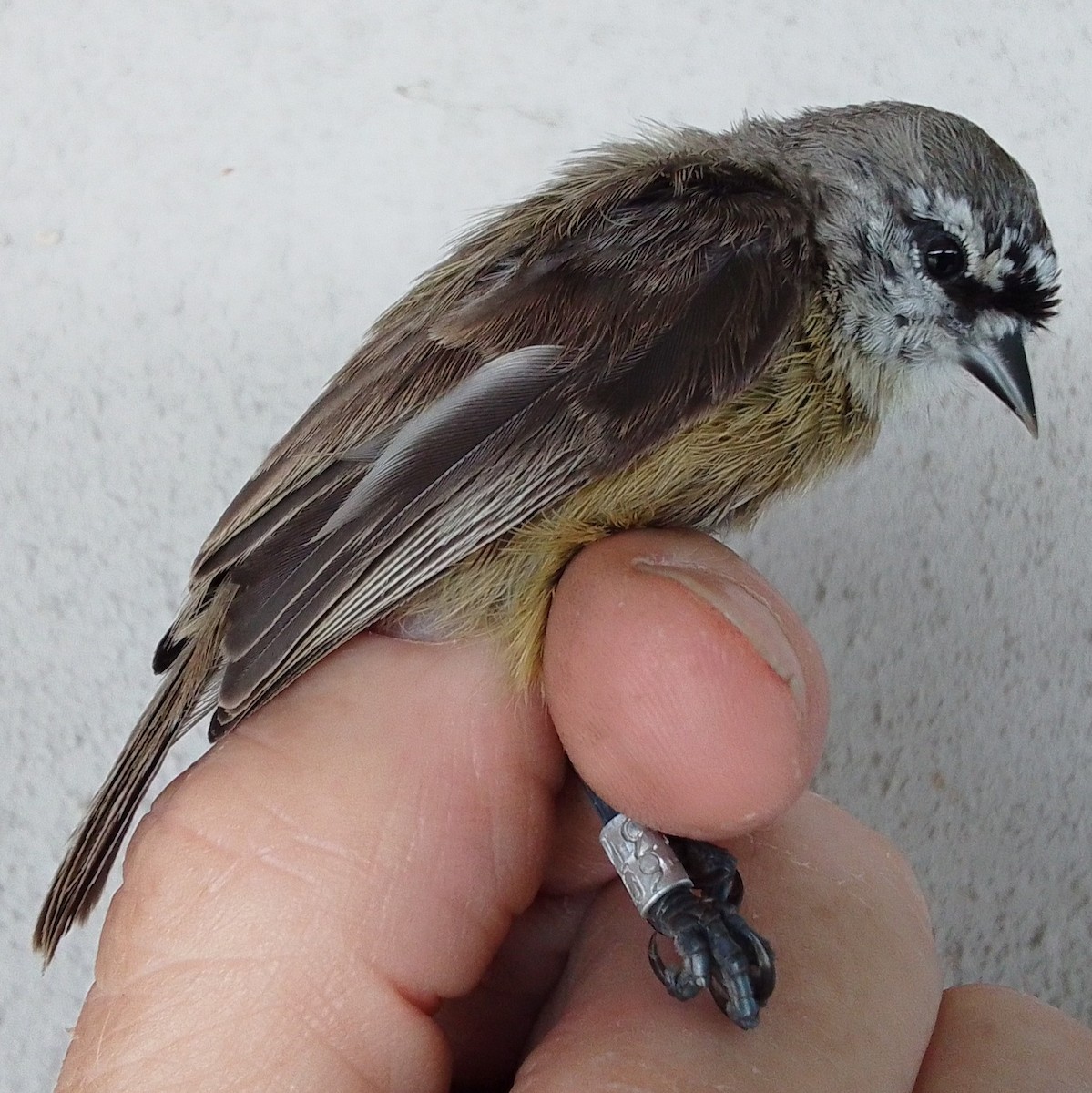 moudivláček kapský - ML646126102