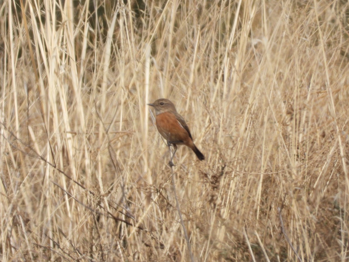 svartstrupe - ML646126107