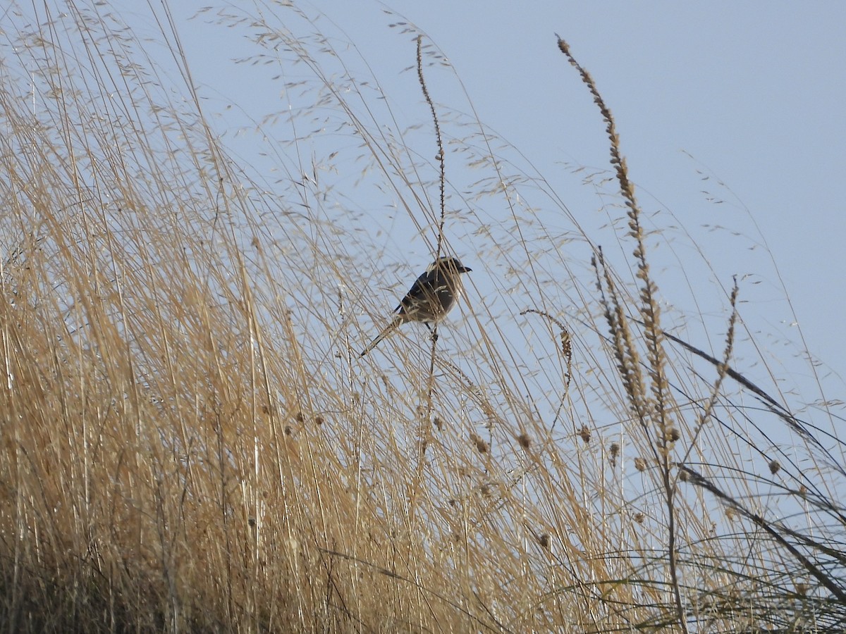 svartstrupe - ML646126108