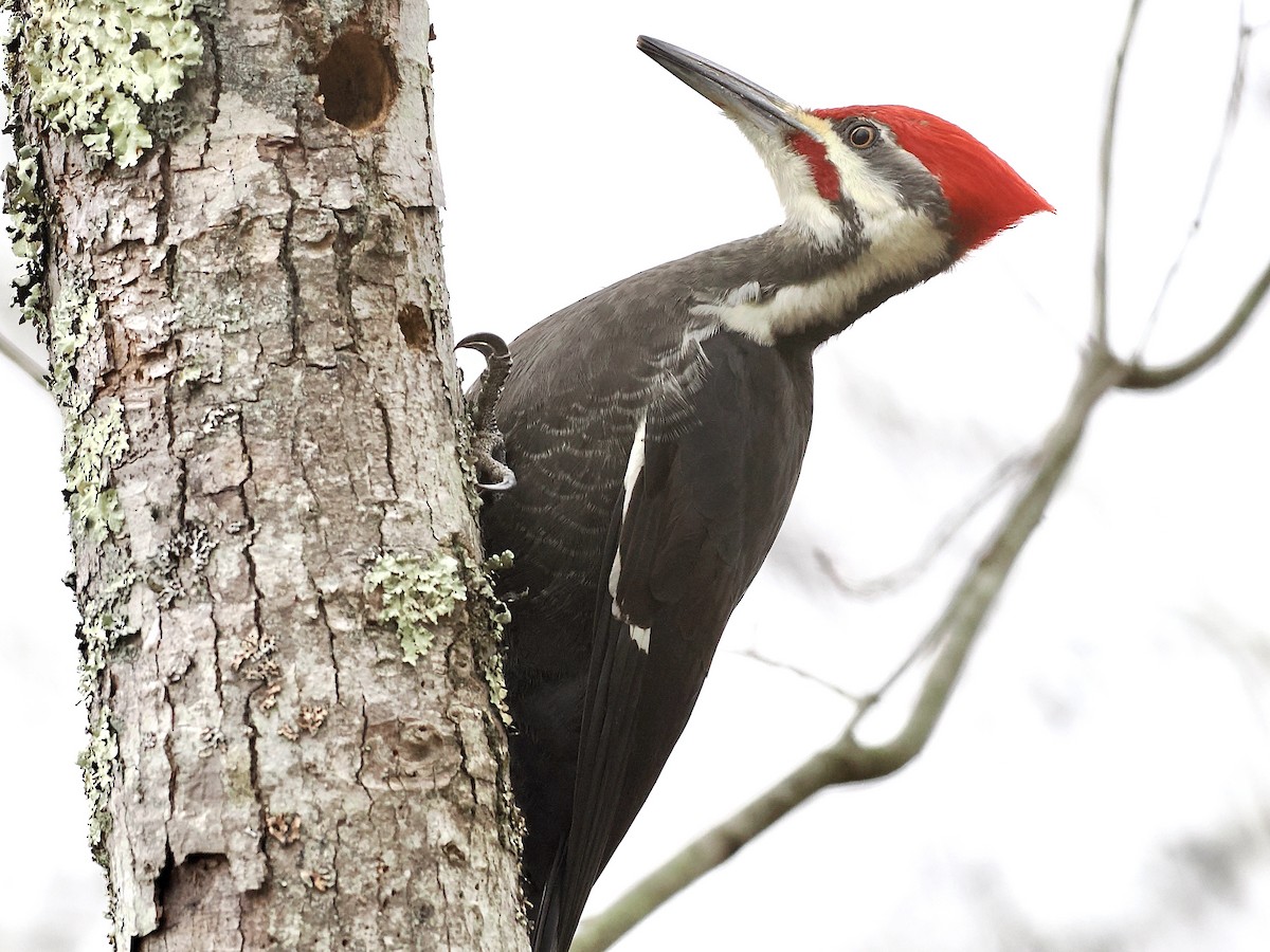Pileated Woodpecker - ML646126109