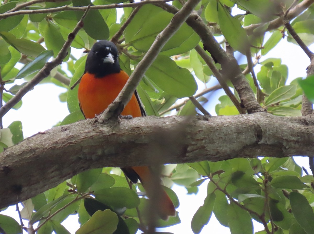 Балтиморский трупиал - ML646126111