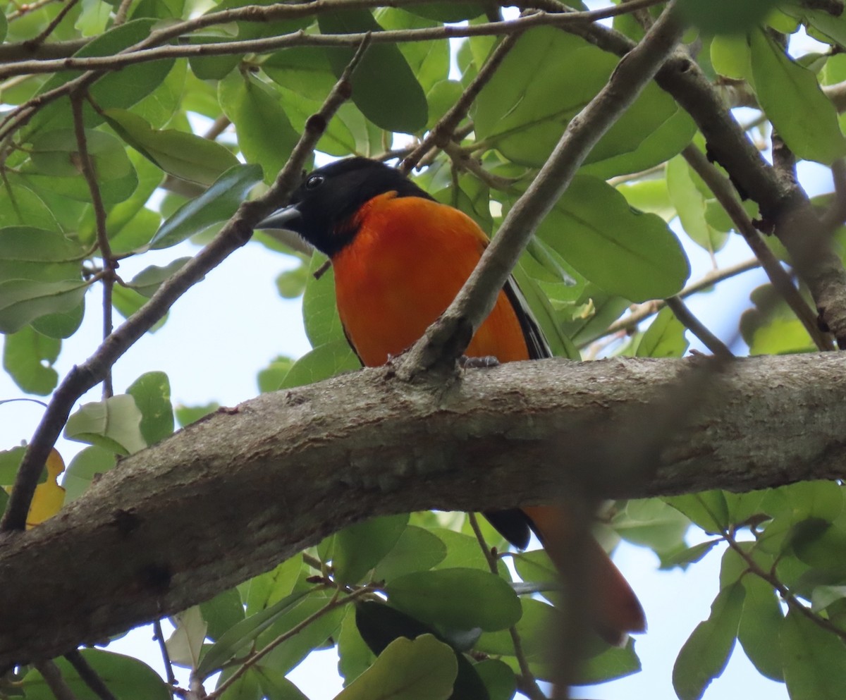 Балтиморский трупиал - ML646126112