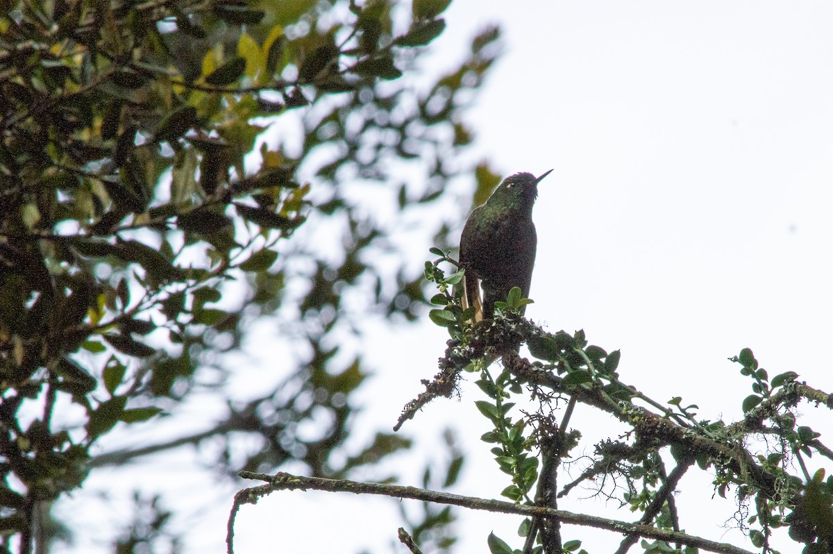 Tyrian Metaltail - ML646126113