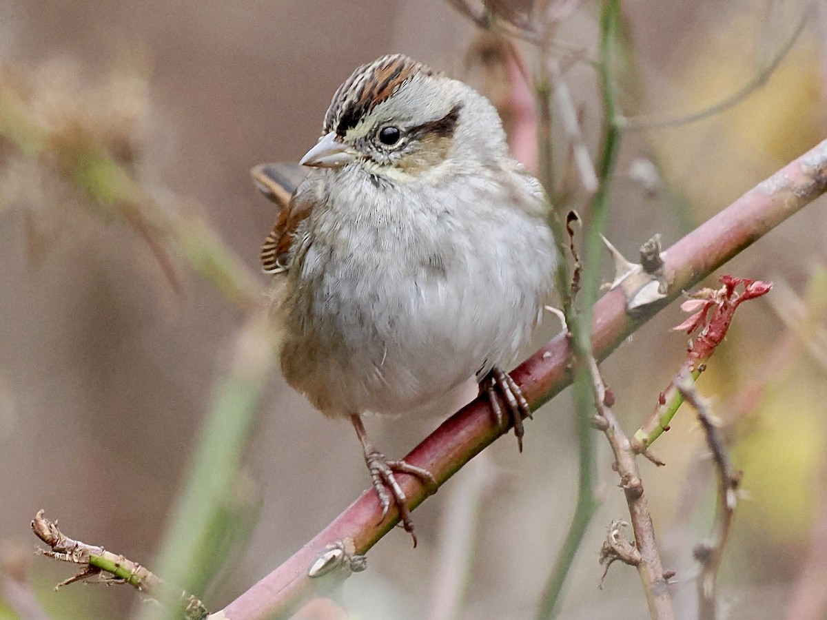 Swamp Sparrow - ML646126118