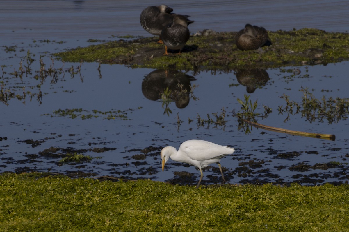 Airone guardabuoi - ML646126127