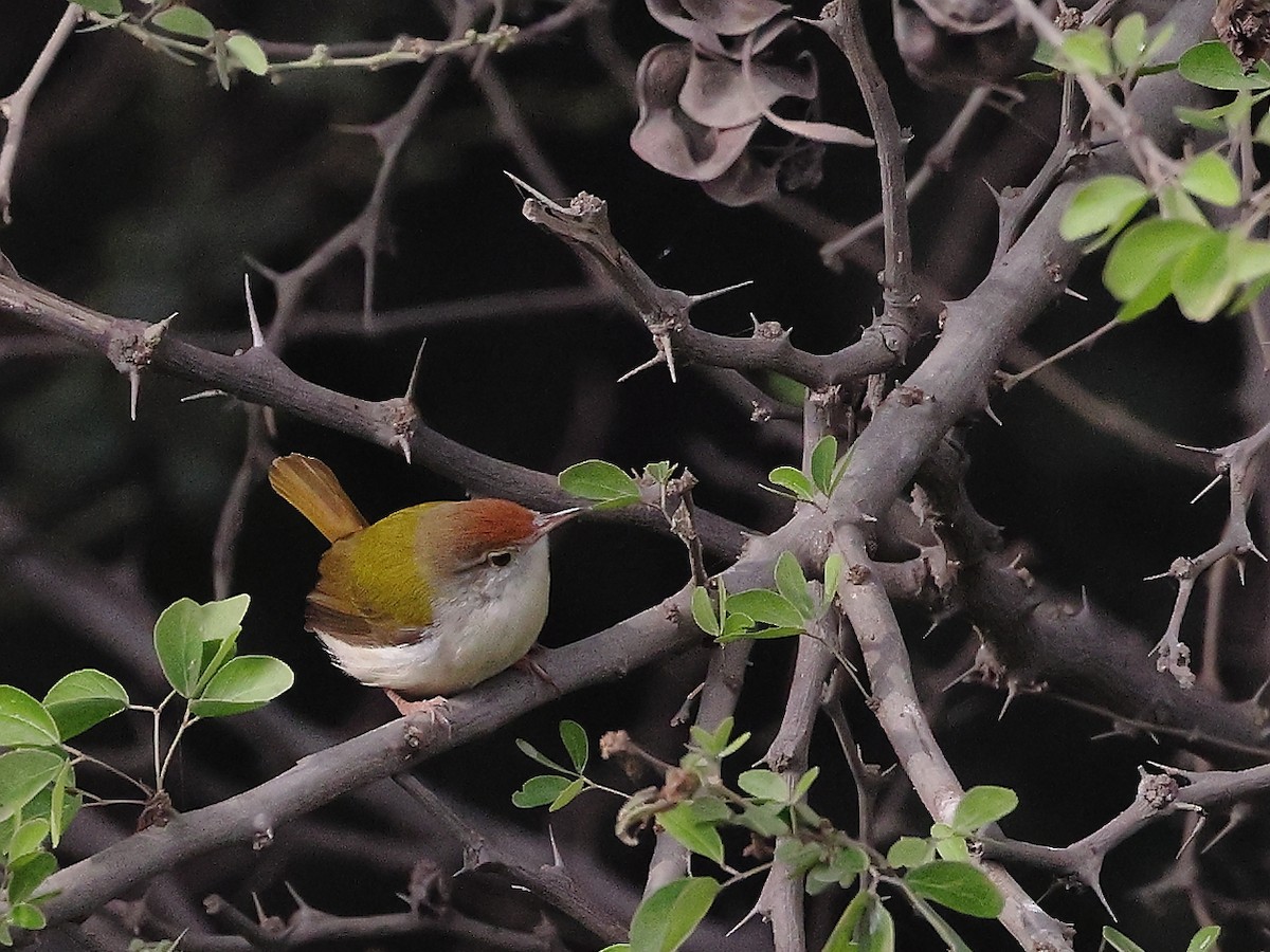 langstjertskredderfugl - ML646126129