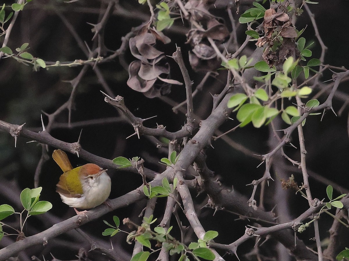 langstjertskredderfugl - ML646126130