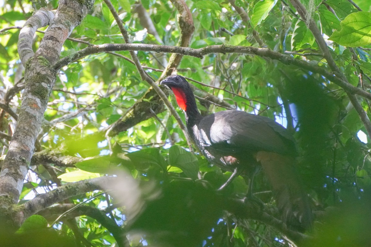 Crested Guan - ML646126136