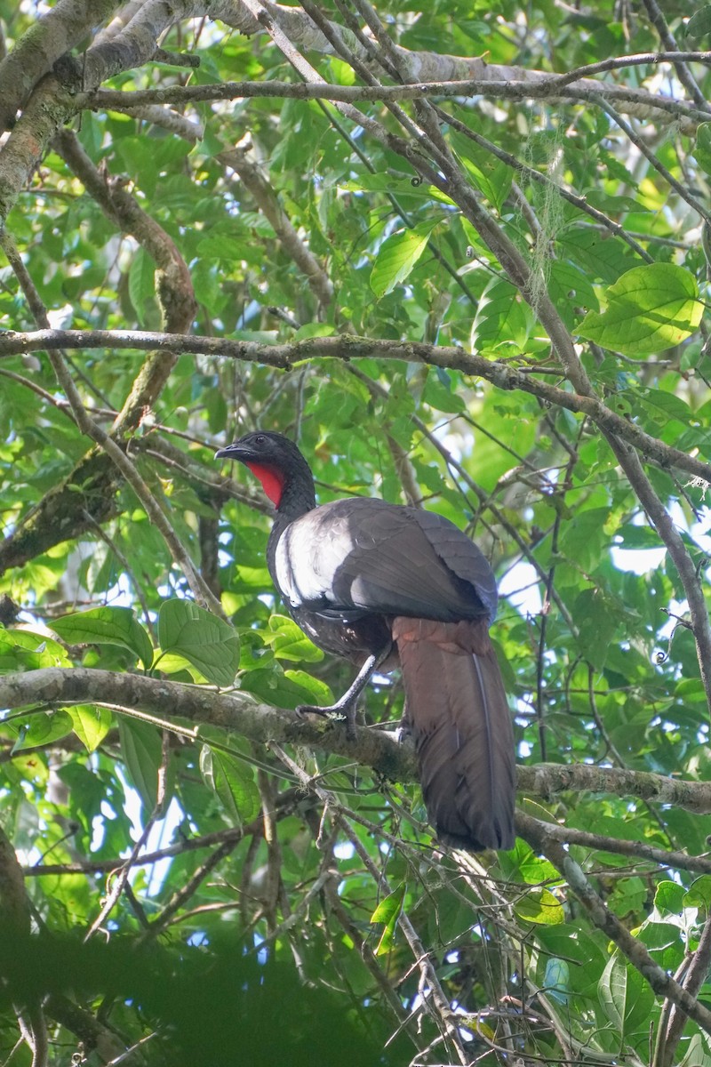 Crested Guan - ML646126137