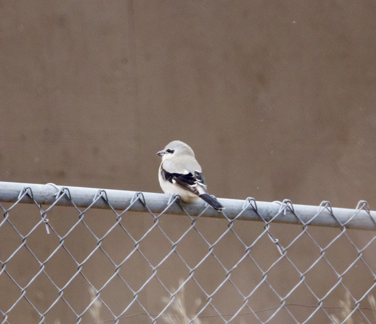 Northern Shrike - ML646126139