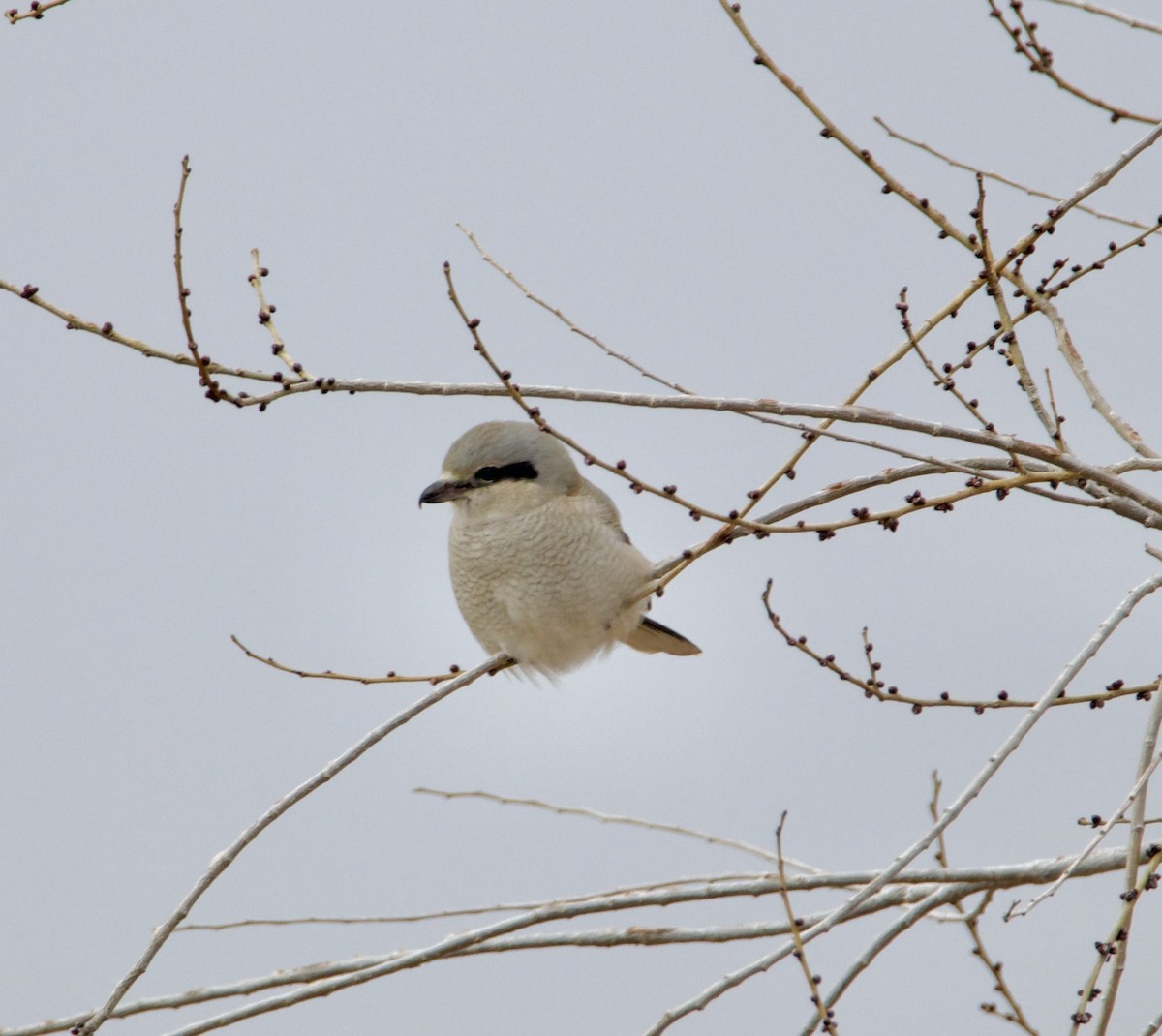 Northern Shrike - ML646126140