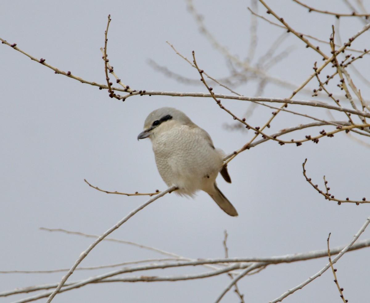 Northern Shrike - ML646126141