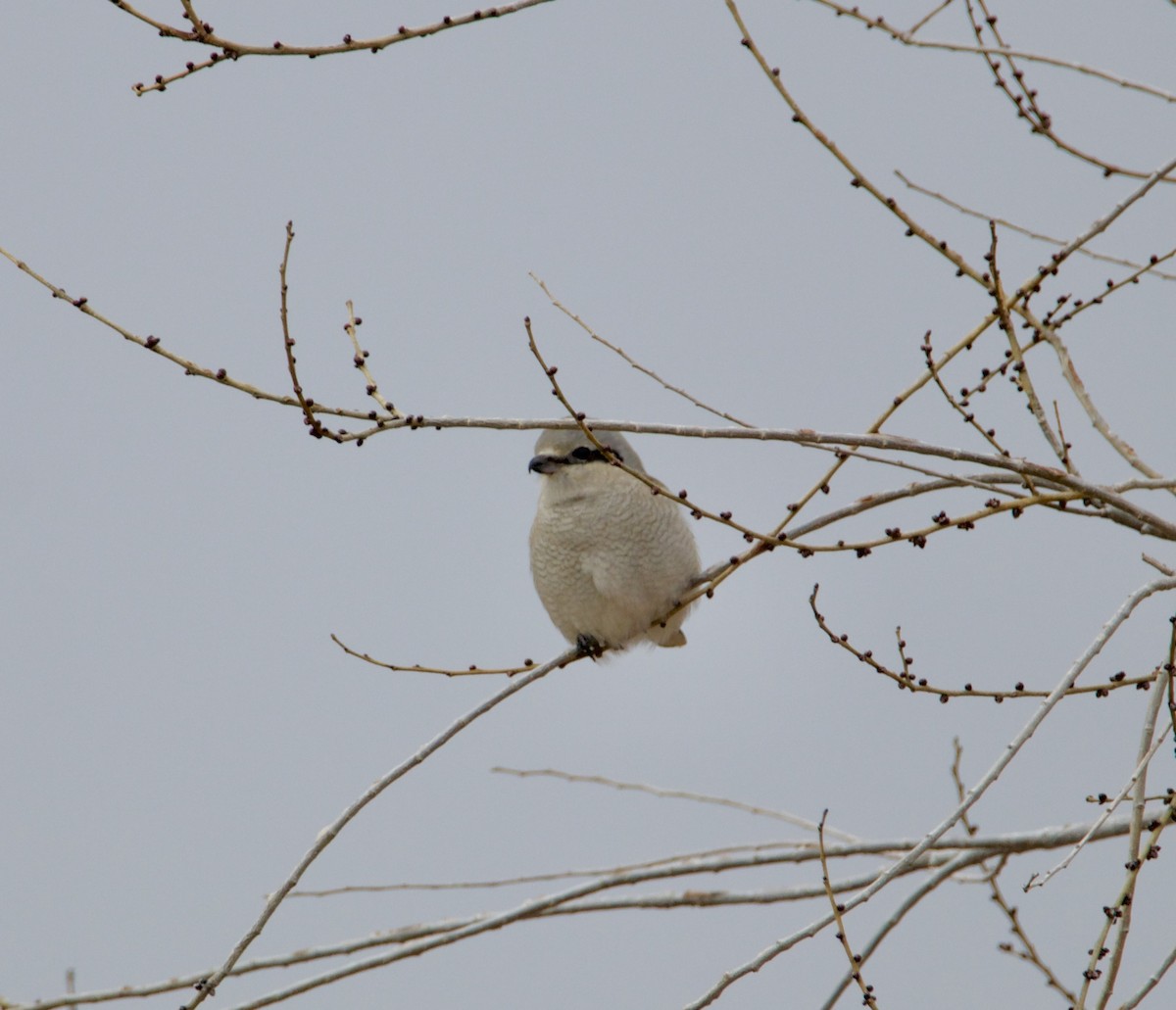 Northern Shrike - ML646126142