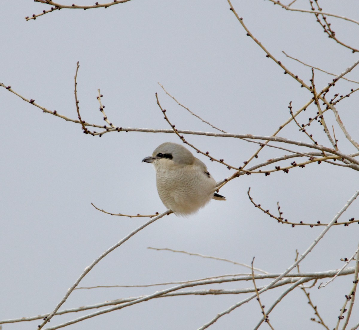 Northern Shrike - ML646126143