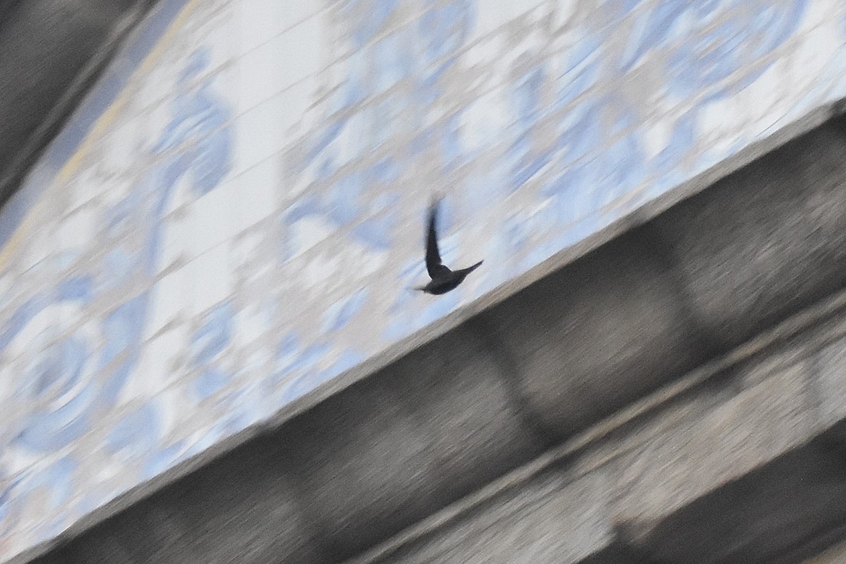 סיס קנרי - ML646126149