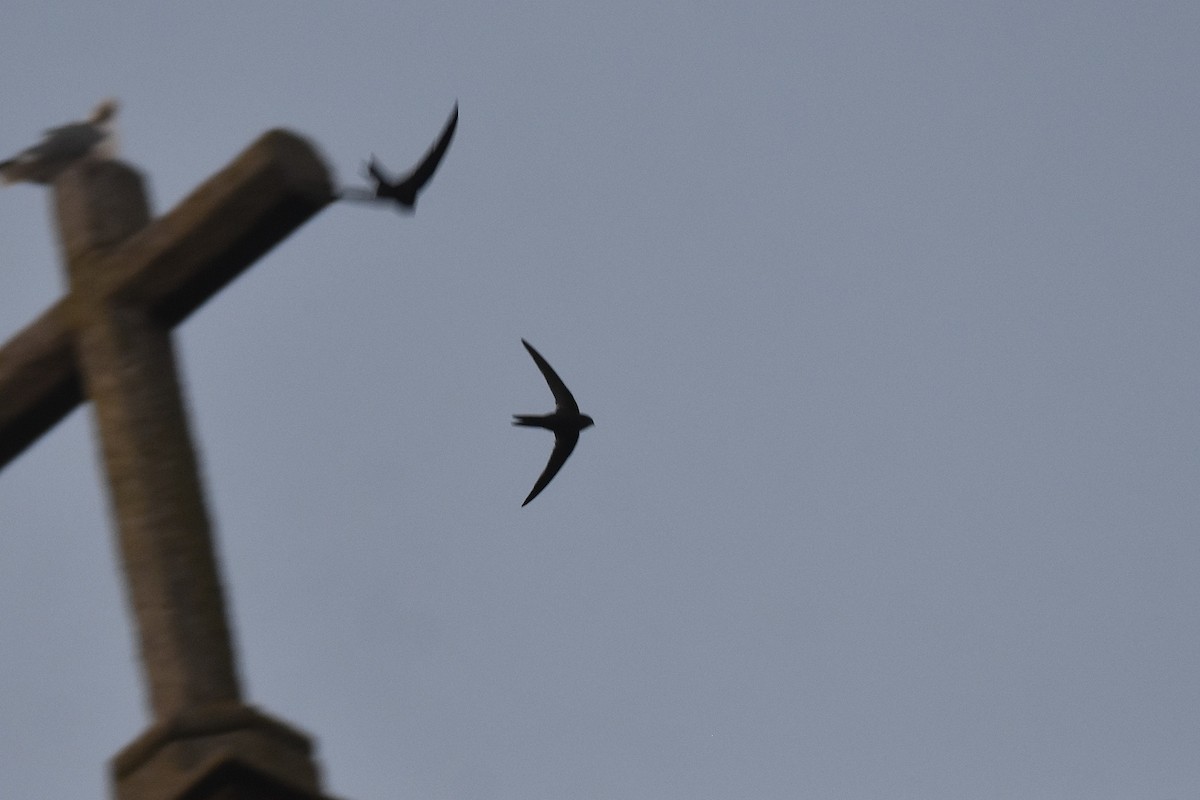 סיס קנרי - ML646126151