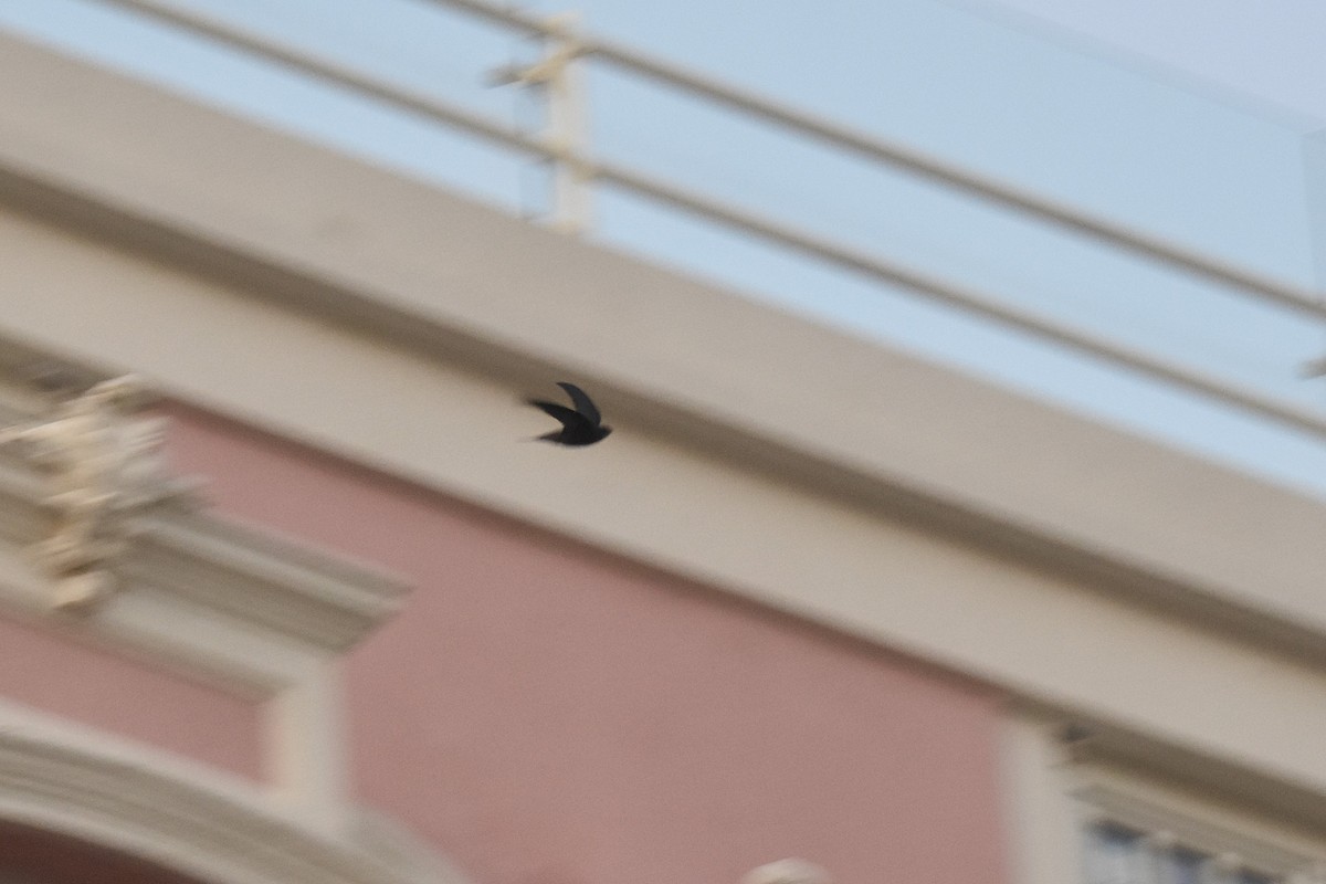 סיס קנרי - ML646126152