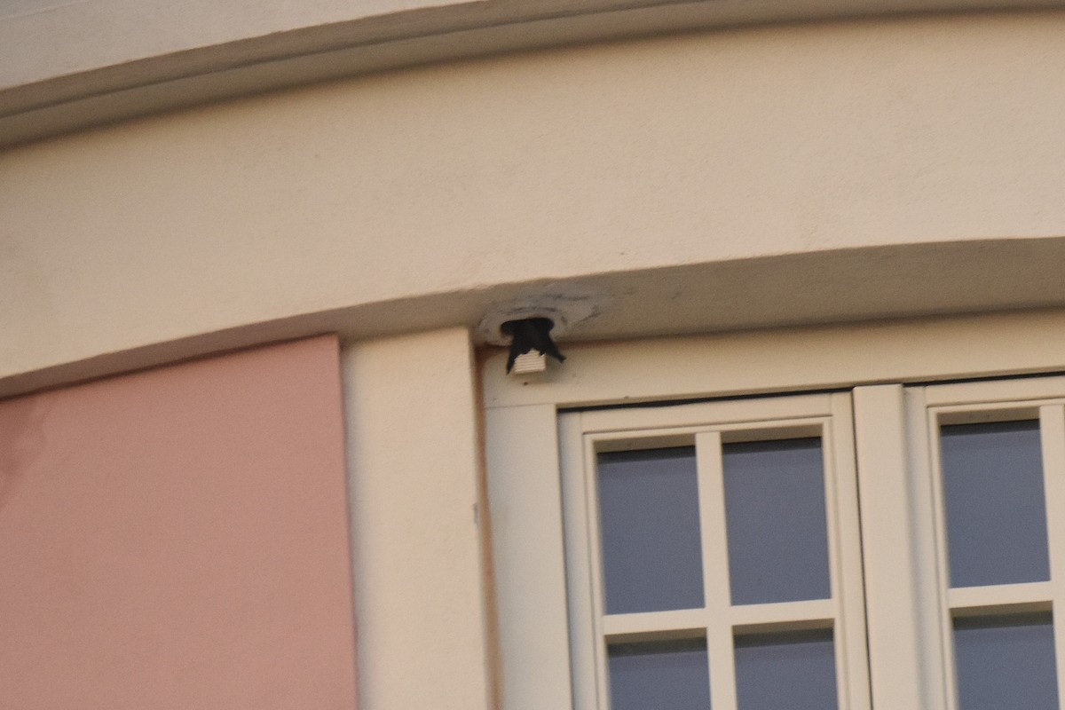 סיס קנרי - ML646126153