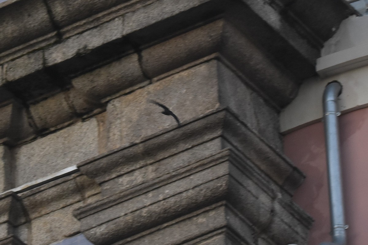 סיס קנרי - ML646126154