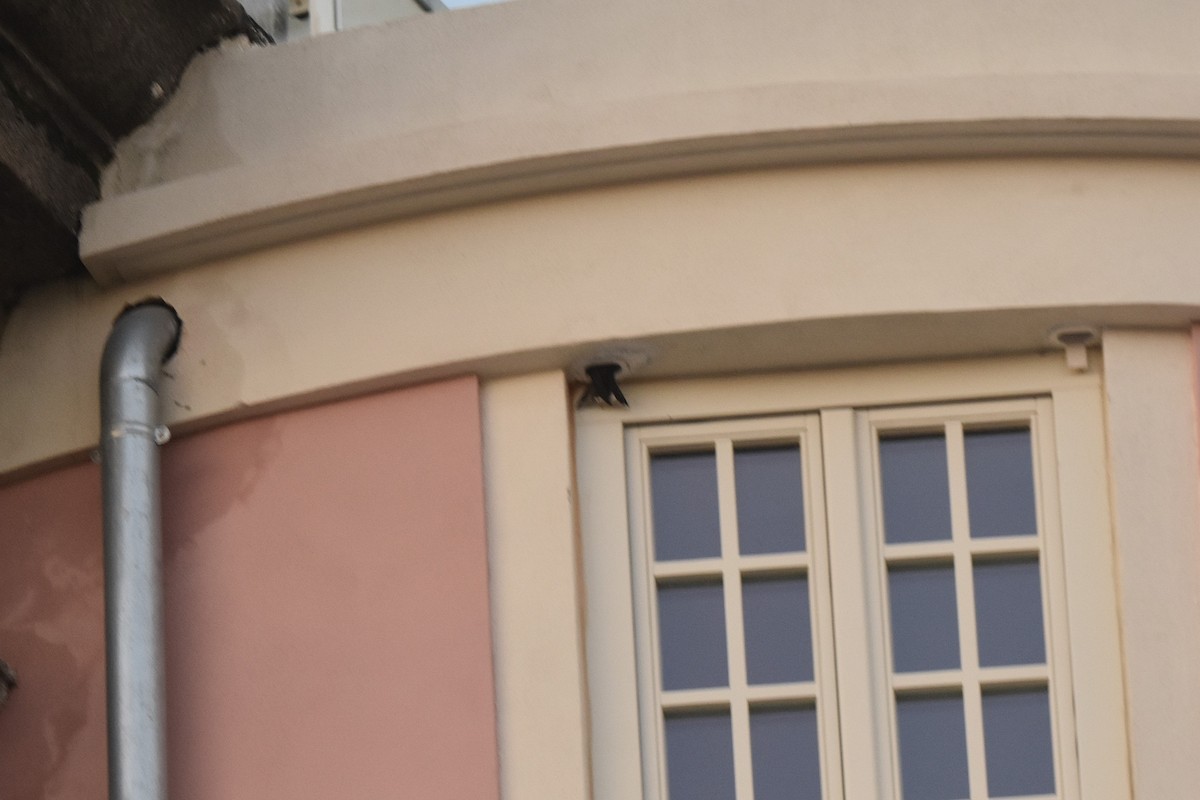 סיס קנרי - ML646126155