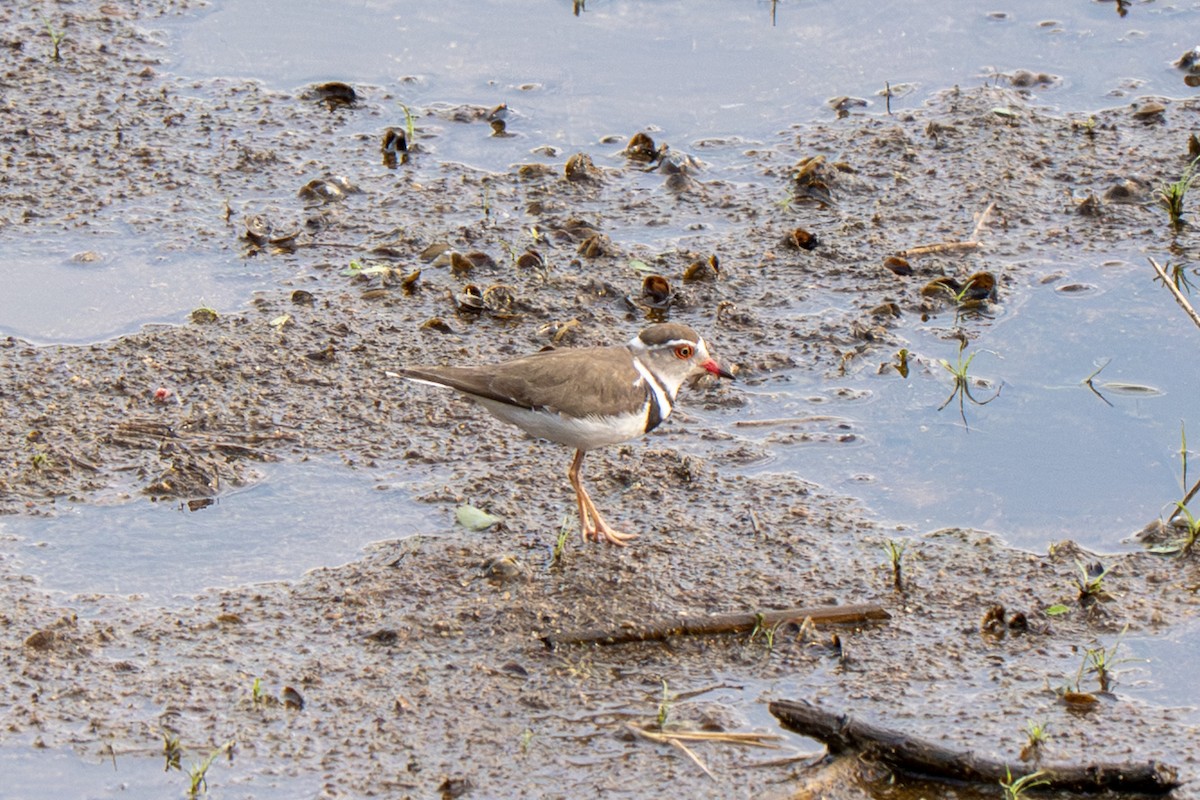 Dreiband-Regenpfeifer - ML646126157