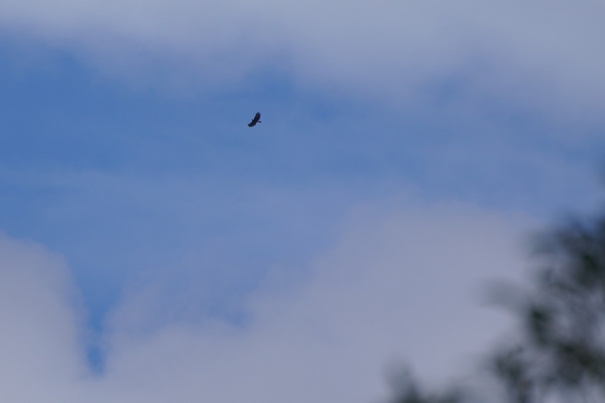 Black Hawk-Eagle - ML646126161