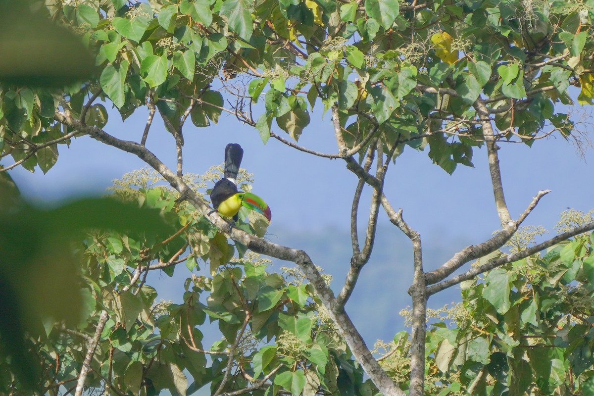 Keel-billed Toucan - ML646126164