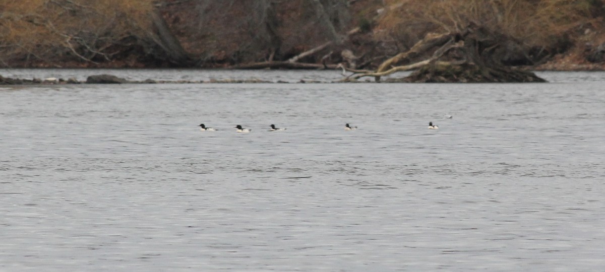 Common Merganser - ML646126166