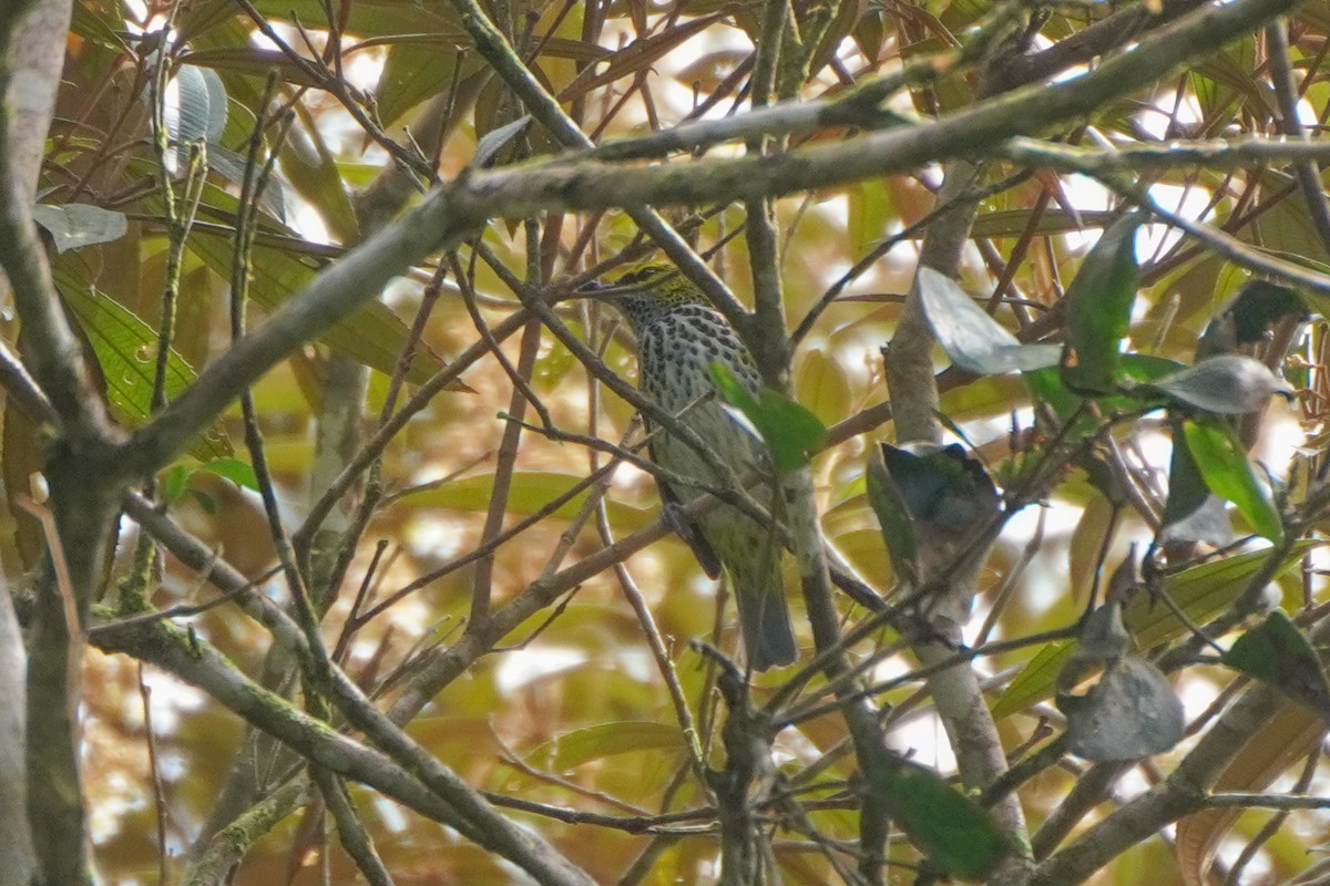 Speckled Tanager - ML646126177